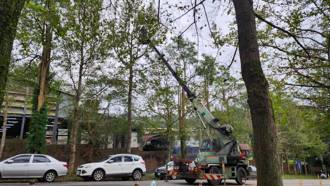 政大驚見虎頭蜂出沒！ 男大生與消防員接連遭螫傷