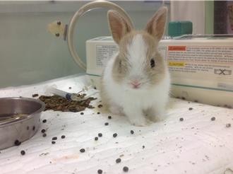 紅蘿蔔不是萬能！兔子飲食大解密 新北動保教你這麼養