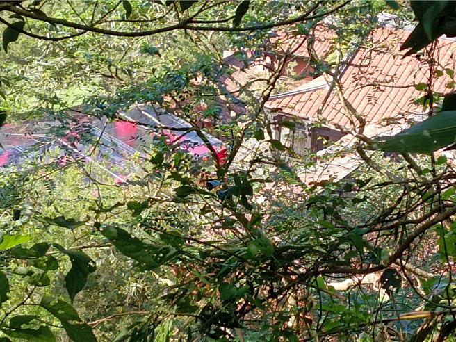 薄瓜瓜婚宴設在新竹縣新埔，現場戒備森嚴，媒體只能在樹林裡找縫隙勉強拍照。（邱立雅攝）