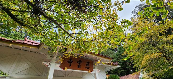 阿里山森林游乐区慈云寺的百年银杏已逐渐变金黄色。（萧明学提供／廖素慧嘉县传真）