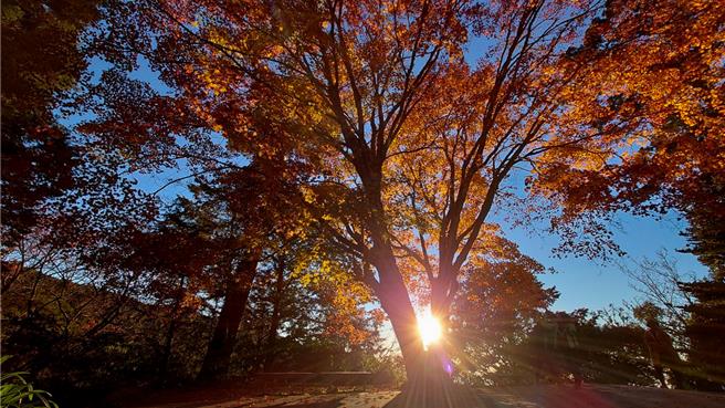 暖冬效应，今年枫红来得较晚，图为往年慈云寺枫红美景。（阿里山宾馆提供／廖素慧嘉县传真）