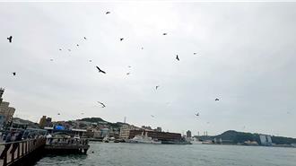 基隆黑鳶再現！超過50隻盤旋覓食 海龜也來湊一腳