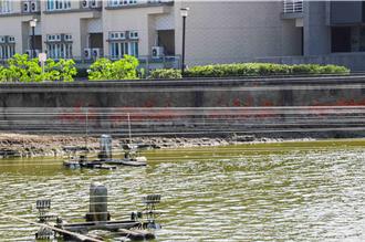 嘉義漁民轉用友善防鳥網 保護魚塭避傷無辜候鳥