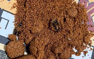 頂呱呱西門店「辣椒粉結塊疑藏小強」 衛生局稽查抓8大缺失