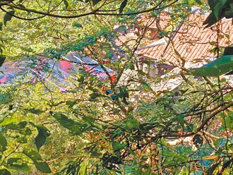 薄瓜瓜許惠瑜 拜天地結連理