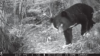 雪霸紅外線相機 保育類全都錄
