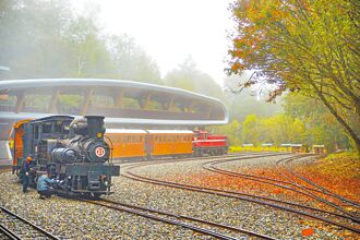 阿里山楓紅、銀杏 12月正當時