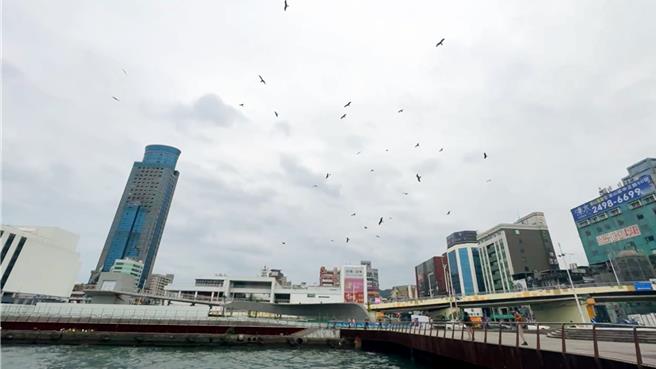 基隆市近日难得不下雨，内港上空出现大量黑鸢觅食，民眾啧啧称奇。（翻摄照片／张志康基隆传真）