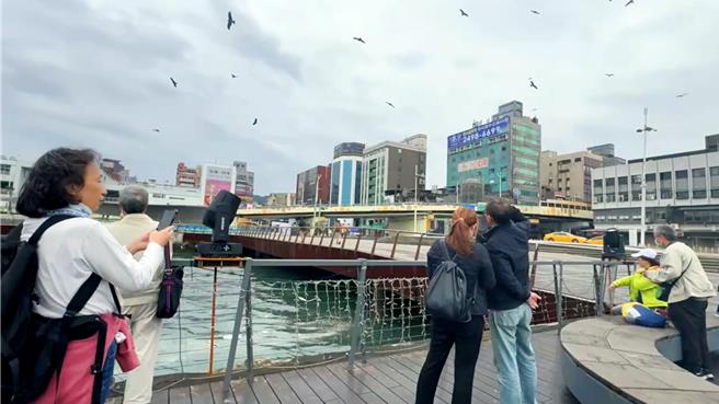 基隆市近日难得不下雨，内港上空出现大量黑鸢觅食，民眾啧啧称奇。（翻摄照片／张志康基隆传真）