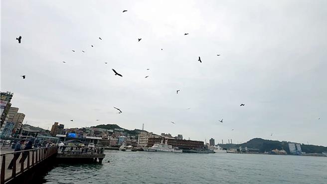基隆市近日难得不下雨，内港上空出现大量黑鸢觅食，民眾啧啧称奇。（翻摄照片／张志康基隆传真）