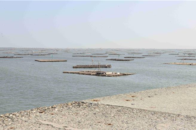 嘉义县东石、布袋沿海是台湾牡蛎养殖重镇。（吕妍庭摄）