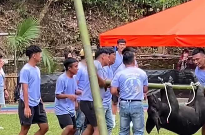 高雄茂林區部落23日舉辦黑米祭，對於活動中有捕獵山豬（見圖）的安排，民眾質疑有虐豬的嫌疑。（民眾提供／林瑞益高雄傳真）