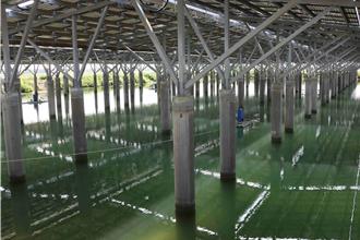 光電業入侵養殖區 漁民怒問執政黨：對得起嘉義人嗎？