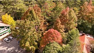 受颱風、暖冬影響 台中楓紅延遲2周 住房大減3成