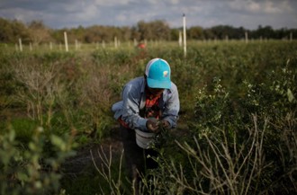 「農場勞工半數身分不明」 美國農業團體希望川普驅逐令手下留情 