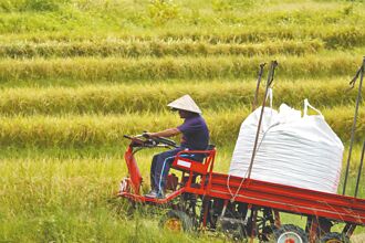 CPTPP效應 恐衝擊20萬水稻戶