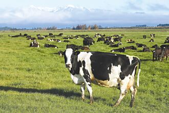肉源不足 業者盼中央補助配種