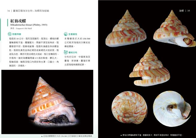 海洋委员会海洋保育署11月出版台湾百种海洋生物-海螺与海蛞蝓，图为红翁戎螺。（海保署提供／林瑞益高雄传真）