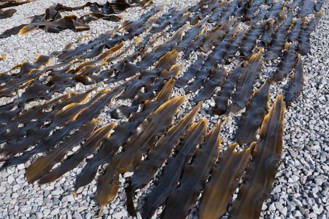 海藻类食物以低热量、优质膳食纤维及丰富的矿物质受到青睐。（图片来源／photoAC）