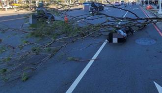 高雄路樹遇強風5秒內瞬間倒塌    騎士嚇到自摔險遭壓