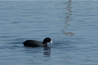 白冠雞腳上長瓣蹼愛游泳 冬季現身新北大漢溪人工溼地 