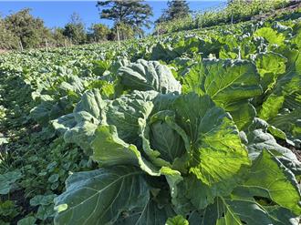 梨山高山高麗菜不受超種影響 價格抗跌每公斤40元