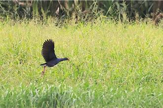 龍鑾潭驚喜！罕見紫水雞現蹤 墾丁生態再添新成員