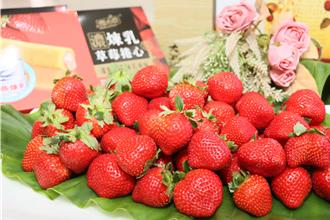 苗縣大湖草莓季開跑 邀民採草莓、泡溫泉 品嚐新品種