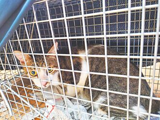 新北 絕育到里服務 揪愛媽閹浪浪