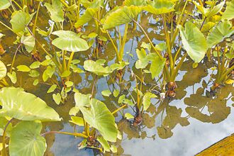 風災補助遲緩 公館芋農反彈