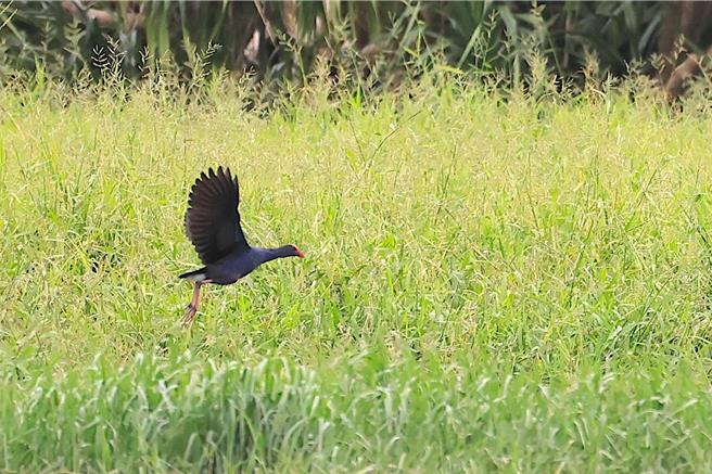 紫水鸡现身龙銮潭，这是垦丁国家公园内首次记录到紫水鸡的踪影。（垦管处提供、刘川拍摄／罗琦文屏东传真）