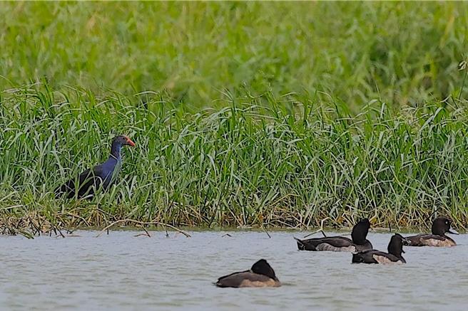 每年11月至隔年3月是观赏雁鸭水鸟的最佳季节。（垦管处提供、刘川拍摄／罗琦文屏东传真）