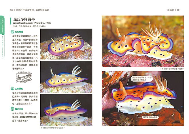 海洋委員會海洋保育署11月出版《臺灣百種海洋生物-海螺與海蛞蝓》圖鑑，讓民眾認識海洋生物，圖為昆式多彩海牛。（海保署提供／林瑞益高雄傳真）