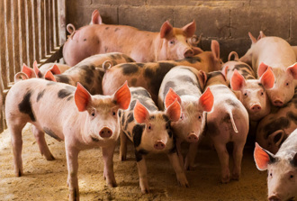 少女被咬破頸動脈 爆血陳屍自家豬舍 警揭內情逮捕男鄰居