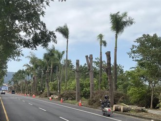 南投中興新村路樹遭「齊頭式」修剪 像插整排電線杆 居民炸鍋
