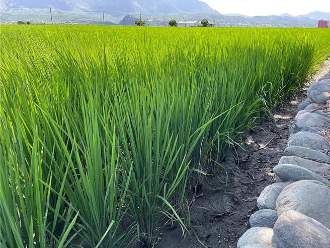 行政院、立法院日前達成公糧收購制度調整的共識，要求農業部年底前提出配套方案。（本報資料照）