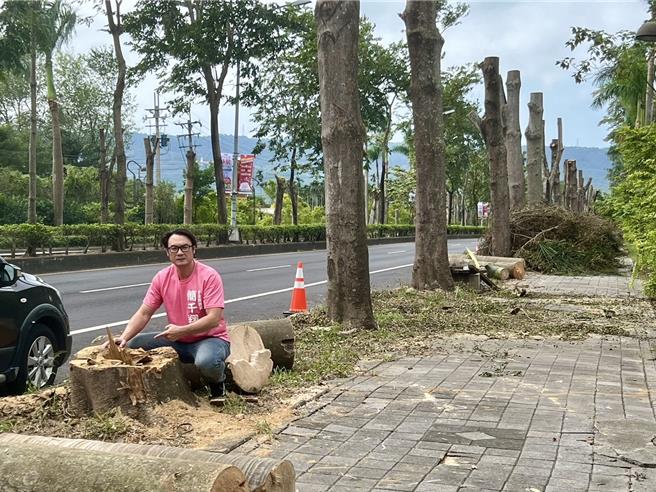 中興新村省府路細葉欖仁樹遭齊頭式修剪，彷彿電線桿，南投縣議員簡千翔相當痛心，邀草屯鎮公所、縣府會勘。（楊靜茹攝）
