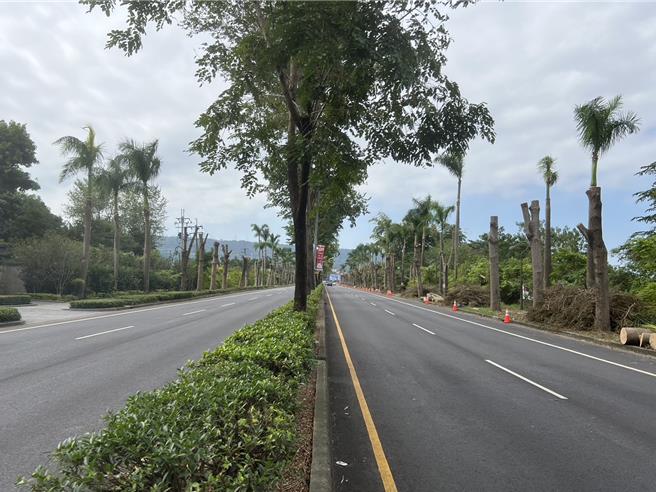 中興新村省府路林蔭大道光禿禿，草屯鎮公所要求包商將路樹從5.5公尺處齊頭式「粗暴」修剪。（楊靜茹攝）