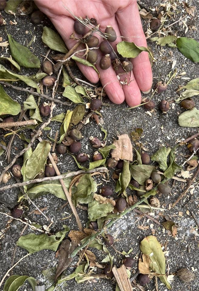 草屯鎮公所指出，細葉欖仁樹落果造成機車騎士跌倒受傷申請國賠，基於公眾安全才修剪路樹。（楊靜茹攝）