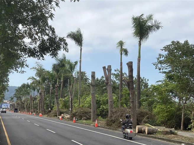 草屯鎮公所指出，細葉欖仁樹落果造成機車騎士跌倒受傷申請國賠，基於公眾安全才修剪路樹。（楊靜茹攝）