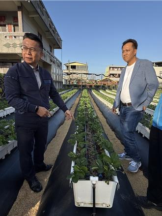 苗栗大湖草莓再傳大量生長異常 立委會勘爭取補助