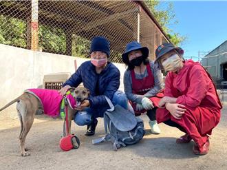 从淡水到加州！跨国认养 米克斯虎斑犬找到幸福归宿