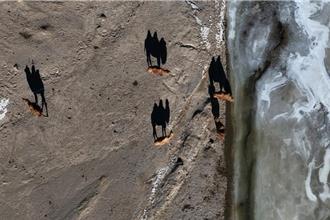 青藏線上夢駝鈴  成就世界屋脊的傳奇與輝煌