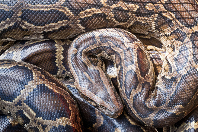 印尼一名30岁男子外出工作期间，惨遭蟒蛇攻击，并生吞下肚。（示意图：Shutterstock／达志）