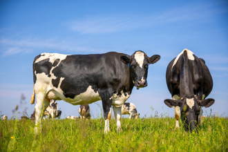 7頭牛共幾隻腳？國小生答「7×4＝28」錯了 爸傻眼