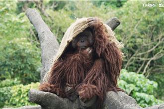 冷氣團報到！北市動物園揭禦寒措施 溫暖過寒冬