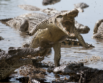 男墜湖秒遭5巨鱷撕咬分食 殘肢浮水面