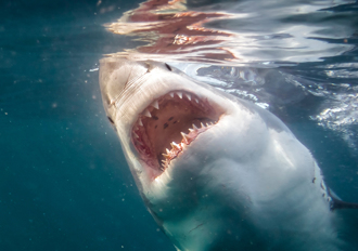 疑違規用誘餌！潛水客被鯊魚「啃頭狂甩」驚悚7秒曝