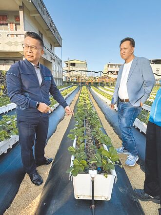 苗栗 大湖草莓大量病死 促改離地種