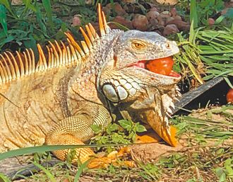 台南移除綠鬣蜥拿獎金 成效待觀察